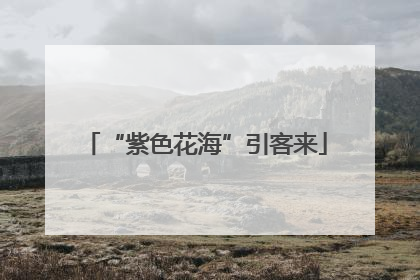 “紫色花海”引客来