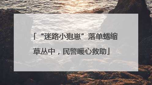 “迷路小狍崽”落单蜷缩草丛中，民警暖心救助