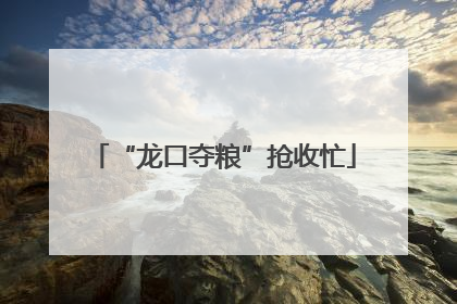 “龙口夺粮”抢收忙