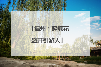 福州：醉蝶花盛开引游人