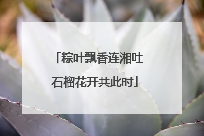 粽叶飘香连湘吐 石榴花开共此时