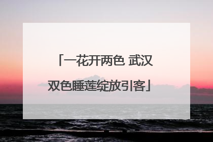 一花开两色 武汉双色睡莲绽放引客