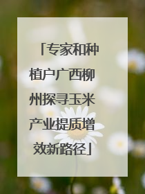 专家和种植户广西柳州探寻玉米产业提质增效新路径
