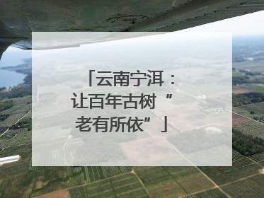 云南宁洱：让百年古树“老有所依”