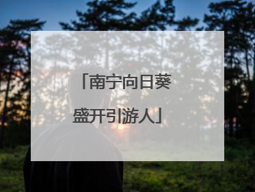 南宁向日葵盛开引游人