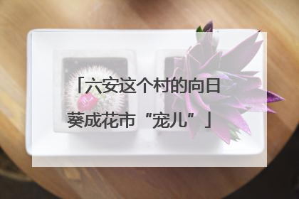 六安这个村的向日葵成花市“宠儿”