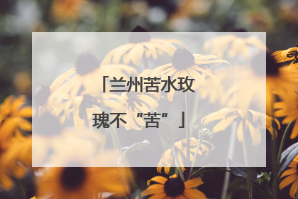兰州苦水玫瑰不“苦”