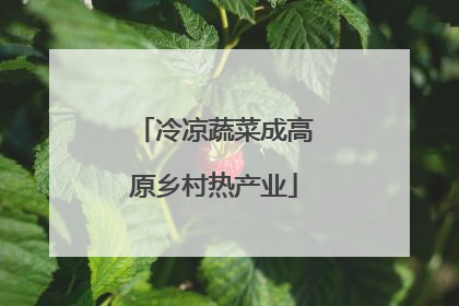 冷凉蔬菜成高原乡村热产业
