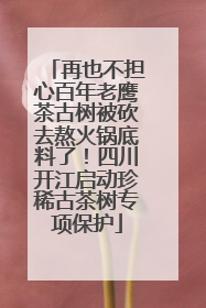 再也不担心百年老鹰茶古树被砍去熬火锅底料了！四川开江启动珍稀古茶树专项保护