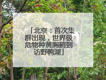 北京：首次集群出现，世界极危物种黄胸鹀到访野鸭湖