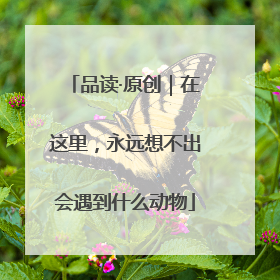 品读·原创｜在这里，永远想不出会遇到什么动物