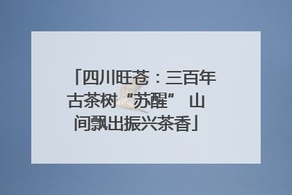 四川旺苍：三百年古茶树“苏醒” 山间飘出振兴茶香