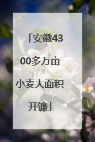 安徽4300多万亩小麦大面积开镰