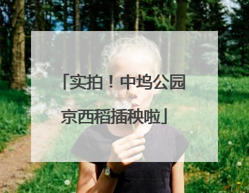 实拍！中坞公园京西稻插秧啦