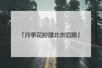 月季花扮靓北京道路