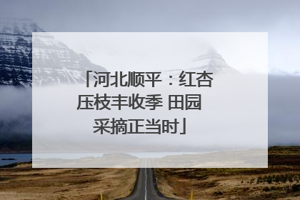 河北顺平：红杏压枝丰收季 田园采摘正当时