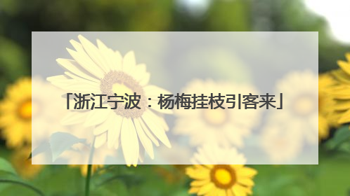 浙江宁波：杨梅挂枝引客来