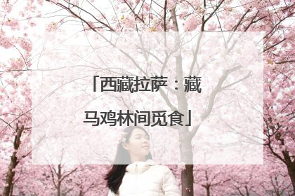 西藏拉萨：藏马鸡林间觅食