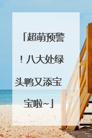 超萌预警！八大处绿头鸭又添宝宝啦~