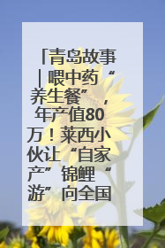 青岛故事｜喂中药“养生餐”，年产值80万！莱西小伙让“自家产”锦鲤“游”向全国