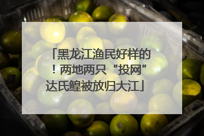 黑龙江渔民好样的！两地两只“投网”达氏鳇被放归大江