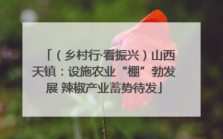（乡村行·看振兴）山西天镇：设施农业“棚”勃发展 辣椒产业蓄势待发